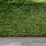 Green Hedge Background