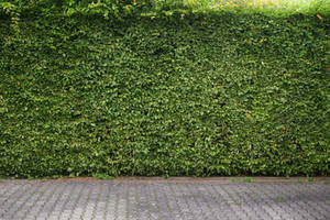 Green Hedge Background