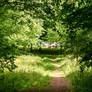 Forest Paths 1