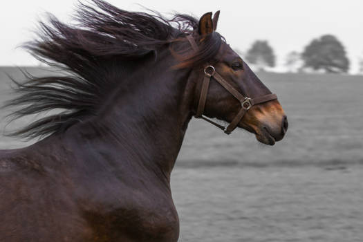 Bay Andalusian Gelding