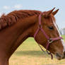 Chestnut Horse Portrait