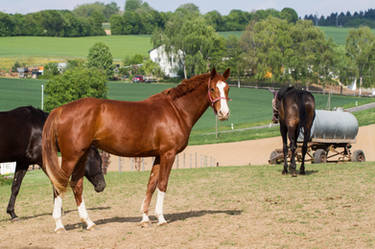 Mares on the Pasture