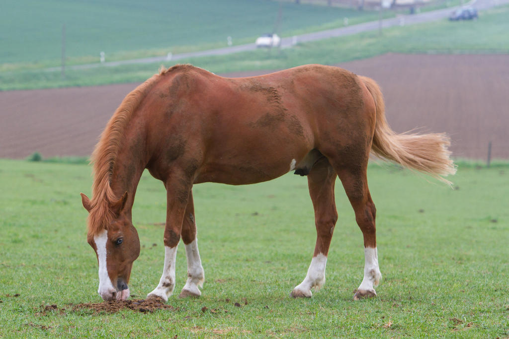 Chestnut with blue Eyes