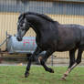 Grey Warmblood Cantering on Pasture