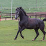 Grey Warmblood Cantering on Pasture