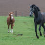 Grey Warmblood Cantering on Pasture