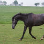 Grey Warmblood Trotting on Pasture