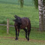 Andalusian Gelding Pasture