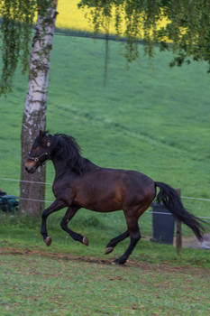 Andalusian Gelding Pasture