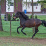 Andalusian Gelding Pasture