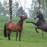 Grey and Bay Warmbloods Playing