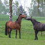 Grey and Bay Warmbloods Playing