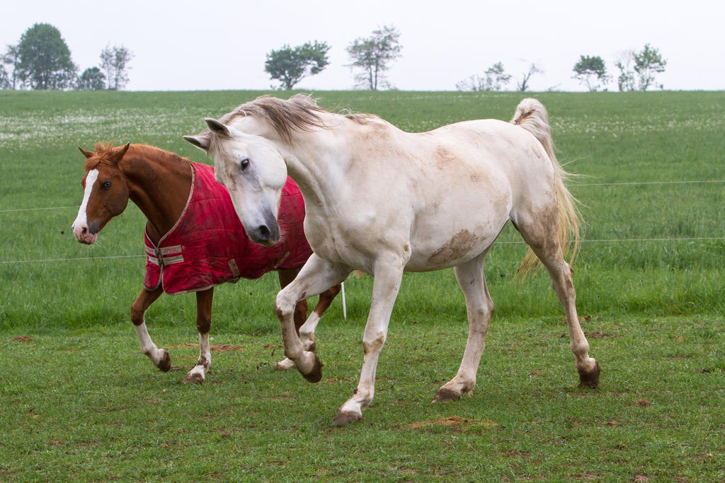 White Warmblood and Chestnut Pony on Meadow