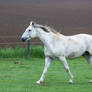 White Warmblood Cantering on Pasture