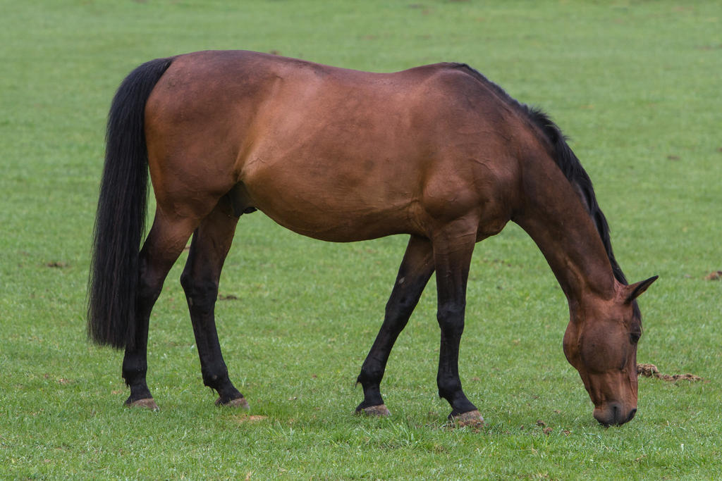 Bay Westphalian Warmblood on Pasture