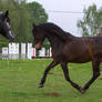 Bay Andalusian Trotting on Meadow