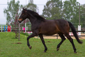 Bay Andalusian Trotting on Meadow