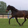 Bay Andalusian Trotting on Meadow