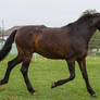 Bay Andalusian Trotting on Meadow