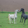 Black and White Warmbloods Playing on Pasture