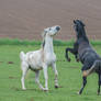 Black and White Warmbloods Playing on Pasture