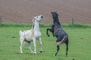 Black and White Warmbloods Playing on Pasture