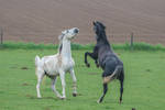 Black and White Warmbloods Playing on Pasture by LuDa-Stock