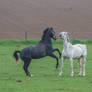 Black and White Warmbloods Playing on Pasture