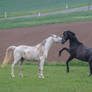 Black and White Warmbloods Playing on Pasture