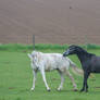 Black and White Warmbloods Attack Fight