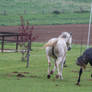 Grey Warmbloods Cantering on Pasture