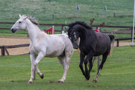 Grey Warmbloods Cantering on Pasture