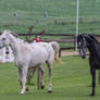 Grey Warmbloods Cantering on Pasture