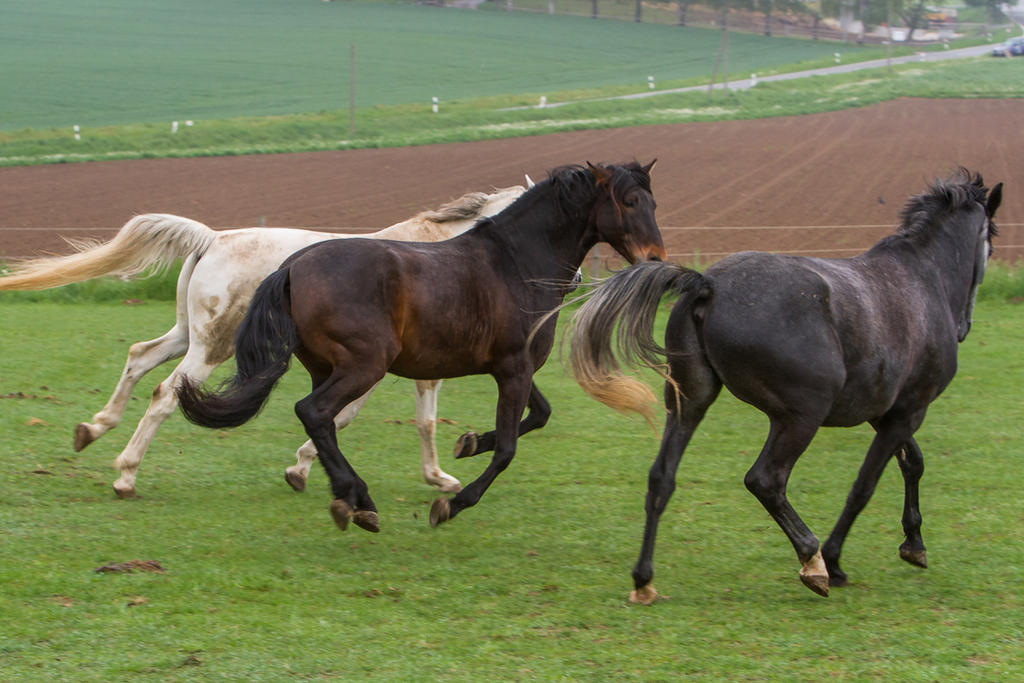 Horses Playing on Pasture