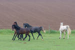 Horses Playing on Pasture