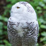 Snow Owl Stock