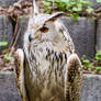Eagle Owl Stock