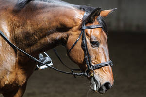 Bay Westphalian Warmblood Portrait