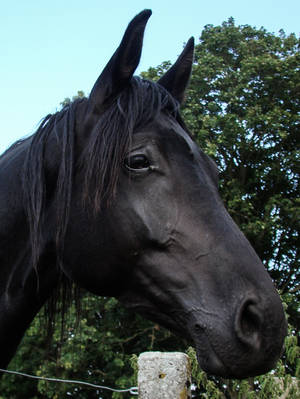 The Black Beauty - Trakehner Mare Portrait by LuDa-Stock