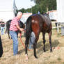 Everyday Stock - Bathing a bay Thoroughbred