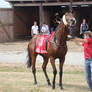 Nervous Race Horse