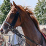 Portrait of a Chestnut Thoroughbred Race Horse