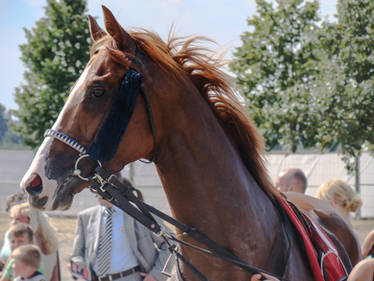 Portrait of a Chestnut Thoroughbred Race Horse