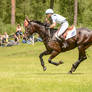 Eventing Stock - Full Speed Gallop