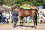 Conformation - Athlethic Warmblood 02 by LuDa-Stock