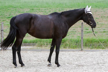 Black Warmblood Mare Conformation