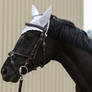 Black Horse with Tack Portrait