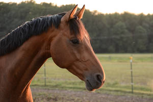 Bay Horse in Summerlight Portrait Stock