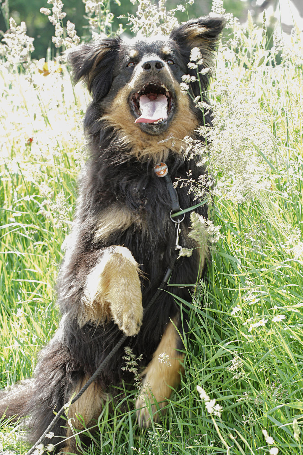 Old German Herding Dog