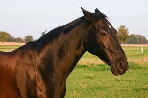 Black Horse Grumpy Expression